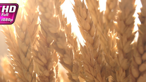 Ears of Wheat in the Sunlight