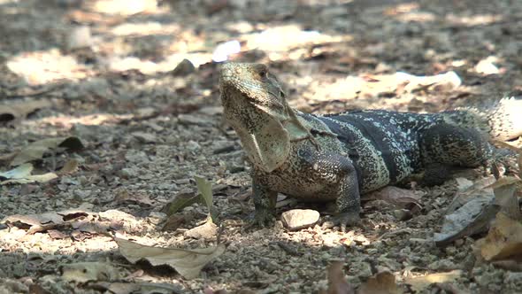 Lizard on the ground in a dry forest