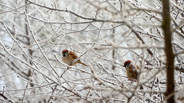 Sparrows In The Tree In Winter