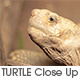 Giant Turtle Head - VideoHive Item for Sale