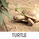 Turtle is Running - VideoHive Item for Sale