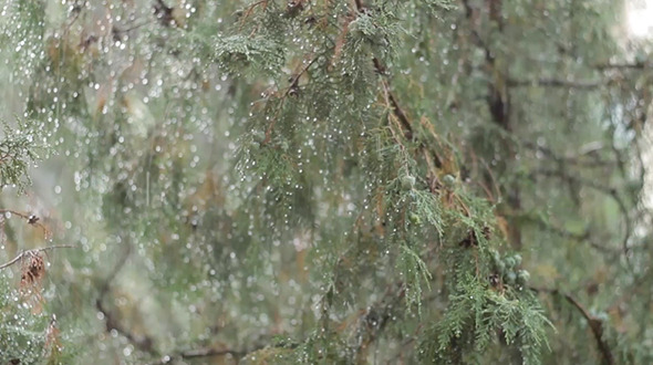 Rain and Pine Tree