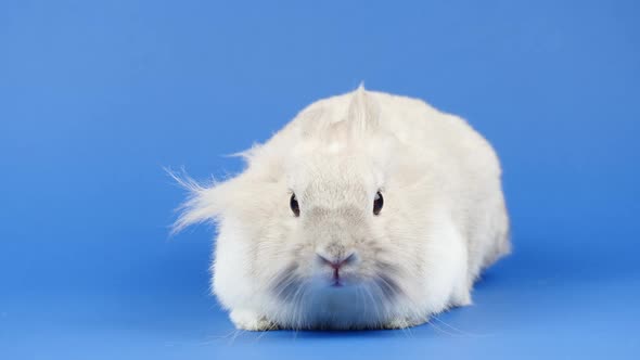 Decorative Domestic Rabbit Sits  on a Blue Background. Adorable Little Bunny Looks Around