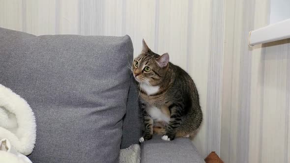 A domestic tabby cat.
