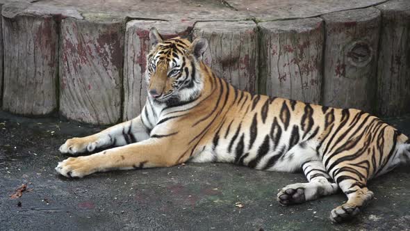 slow motion of bengal tiger