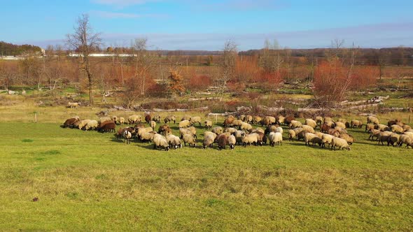 Sheep on autumn landscape. Herd of domestic animals grazing on field. 