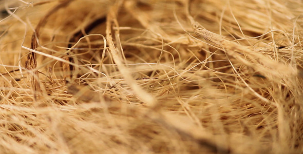 Dry Grass in a Beam 2