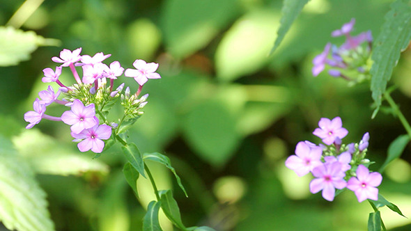 Phlox Flower Between Green Leaves