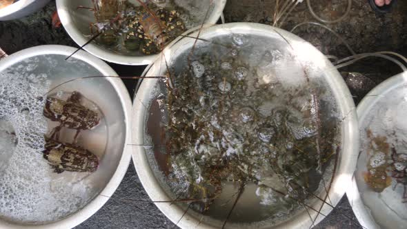 Close Up of Stailess Basins with Varieties of Alive Seafoods Sold in the Market.