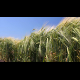 Wheat Field - VideoHive Item for Sale