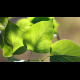 Bright Green Leaves - VideoHive Item for Sale