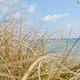 Beach Grass - VideoHive Item for Sale