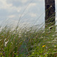 Beach Grass - VideoHive Item for Sale