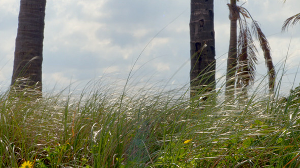 Beach Grass