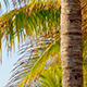 Palm Tree - VideoHive Item for Sale