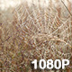 Spider Web Blows in the Breeze - VideoHive Item for Sale