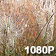 Two Spider Webs Sway in the Breeze - VideoHive Item for Sale