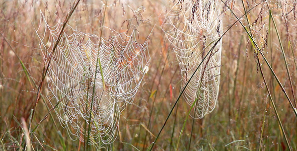 Two Spider Webs Sway in the Breeze