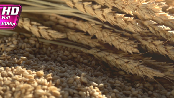 Ears of Wheat Grain and Flour