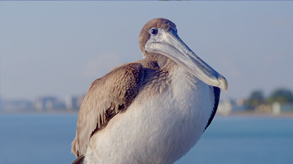 Pelican 07