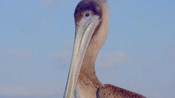 Pelican 06