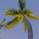 Palm in the Wind - VideoHive Item for Sale