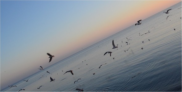 Seagulls 2