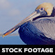 Pelican 03 - VideoHive Item for Sale
