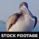Pelican 02 - VideoHive Item for Sale
