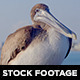 Pelican 01 - VideoHive Item for Sale
