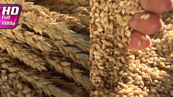 Rich Harvest of Grain