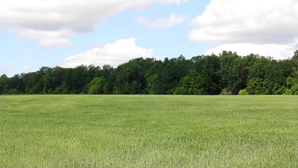 Waving Green Field