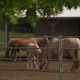 Horses and Offspring at Stables - VideoHive Item for Sale