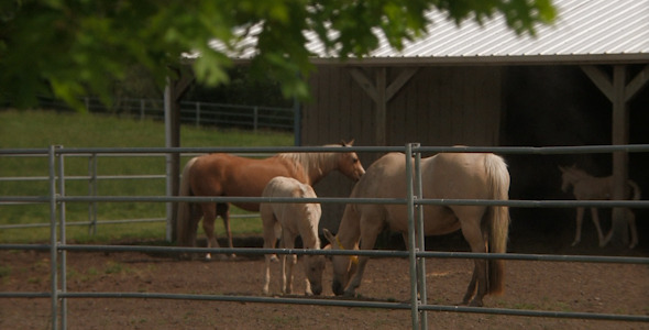 Horses and Offspring at Stables