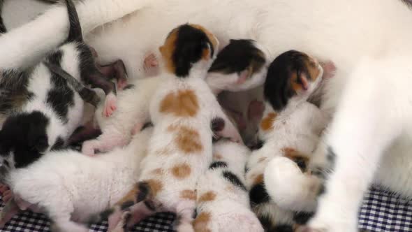 Kitty Baby Cats Feeding from Mothers Breast 4