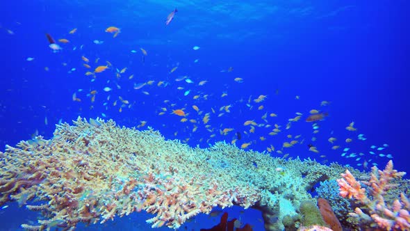 Underwater Colourful Fish