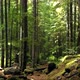 River Background Video Footage - Video Of Forest - VideoHive Item for Sale