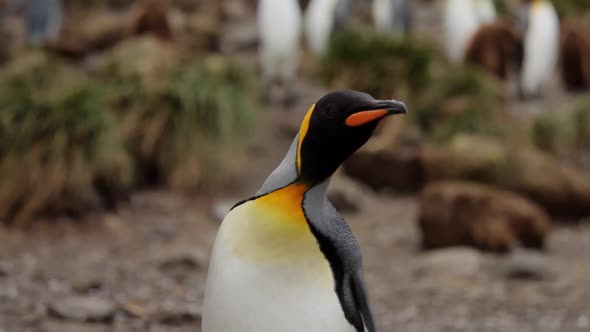 King Penguins On South Georgia Island