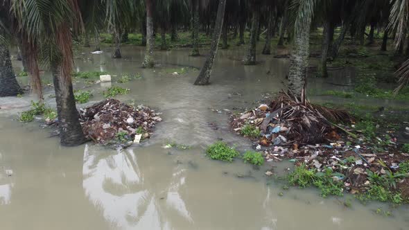 Garbage dump at oil palm tree