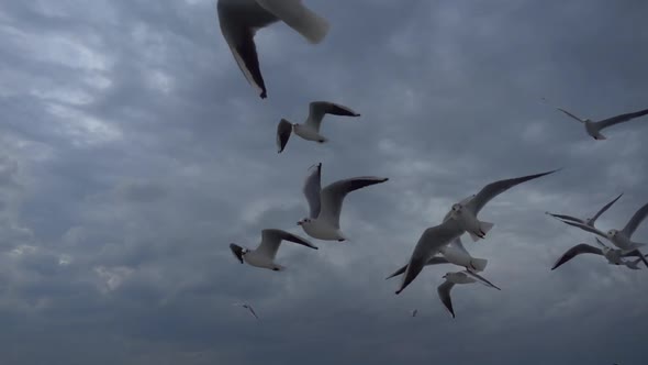 Flock Of Seagulls Fly Overhead Slow  Motion 