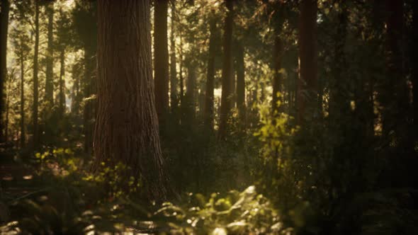 Hyperlapse in Sequoia Forest From Sunrise alt