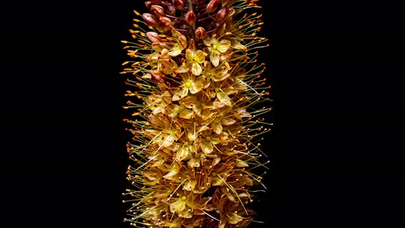 Orange Flower Eremurus Blooming in Time Lapse on a Black Background