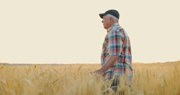 Farmer Walking in Golden Wheat Field and Running His Hand Through Ear of Wheat