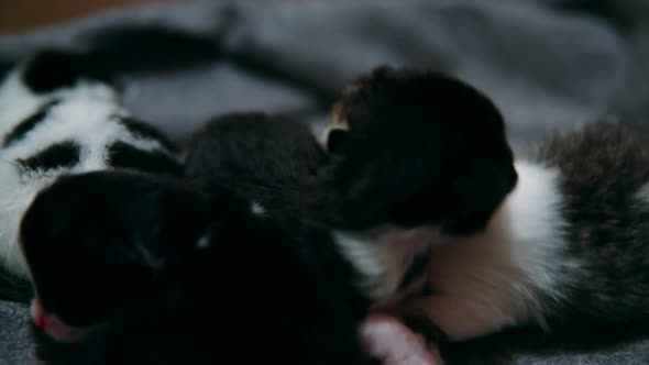 Four 1-week-old kittens crawl and cuddle over each other