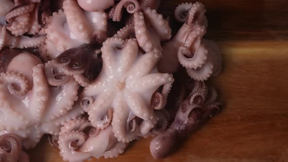 Fresh Baby Octopuses 45