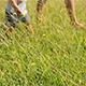 Mother and Son Walking Through Field - VideoHive Item for Sale