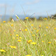 Field of Dandelions Swaying in the Wind - VideoHive Item for Sale