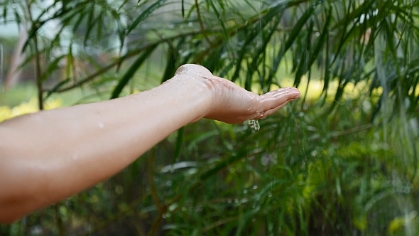 Female Hand Under Rain
