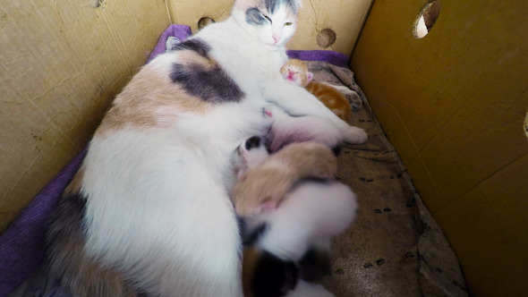 Cat Breast Feeding Kittens 3