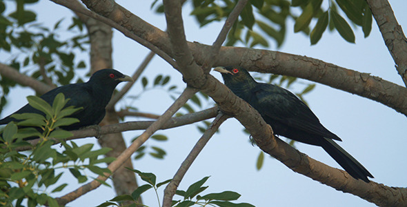 Asian Koel (Eudynamys scolopaceus) 03